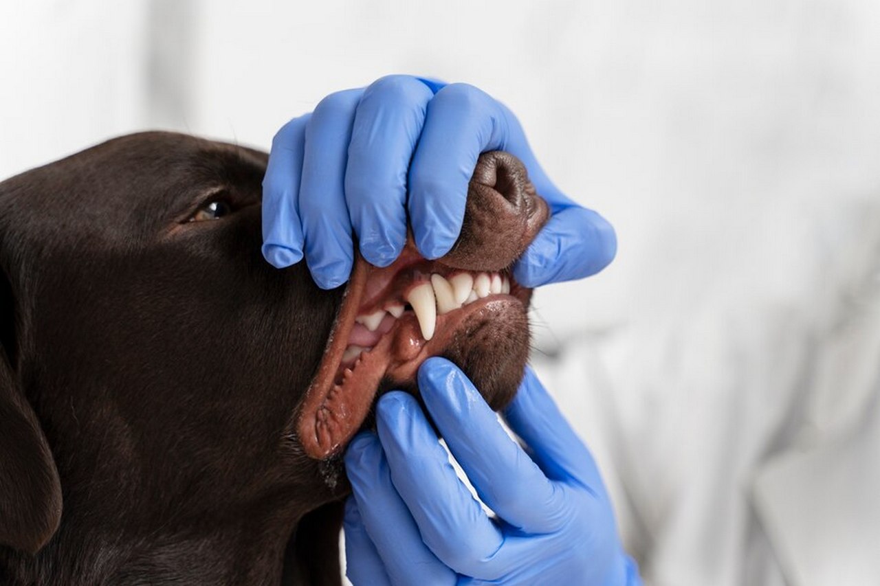 pies u stomatologa zwierzecego